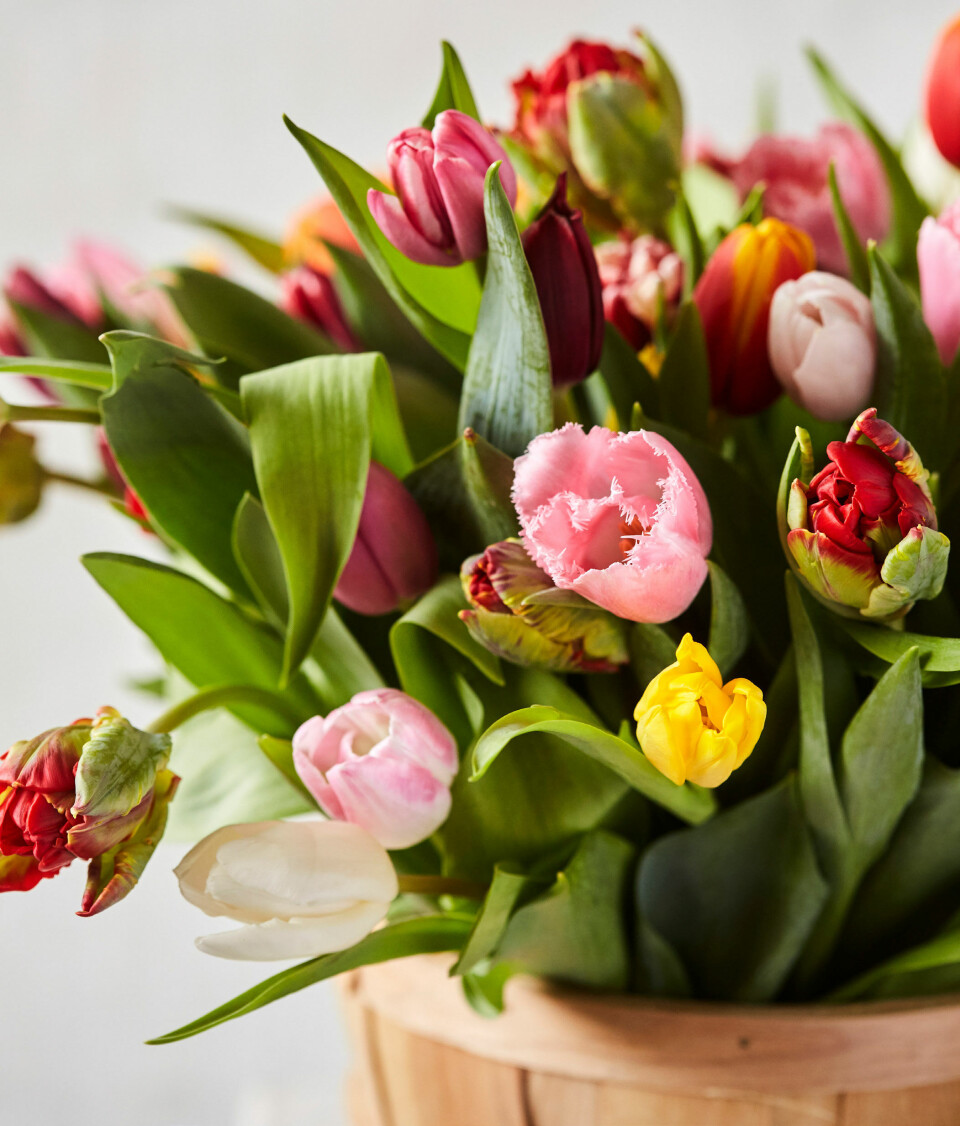 Tulipanens stilke vokser ofte en del, mens de stĂ„r i vasen, og derfor er det en god ide at âgenbindeâ buketten efter nogle dage.