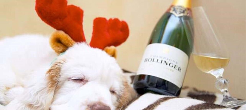 Sådan får du den perfekte brandert