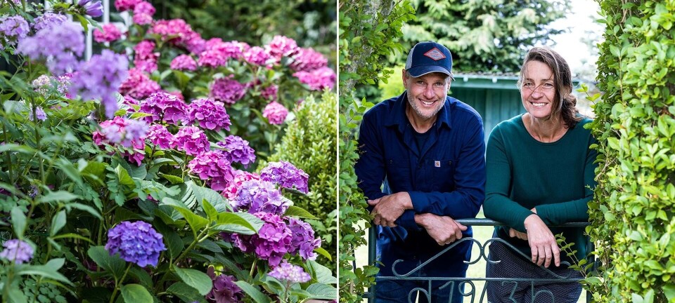 Stauder: Anne-Mette og Michaels 10 bedste råd til en smuk staudehave, der blomstrer på skift