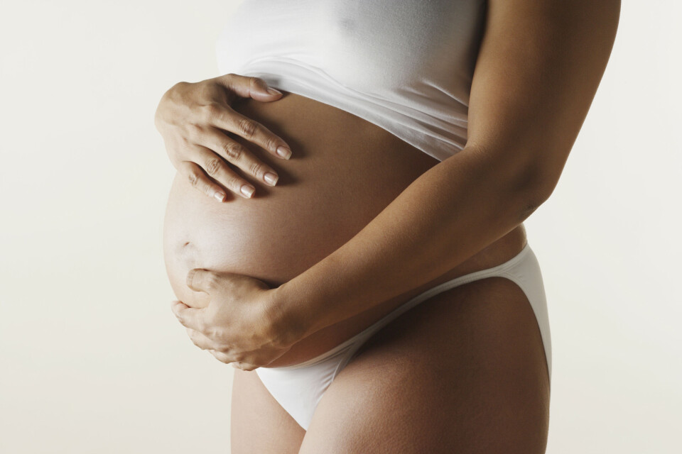 Gravid_mave.jpg
