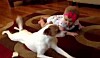 Video: Hund lærer baby at kravle