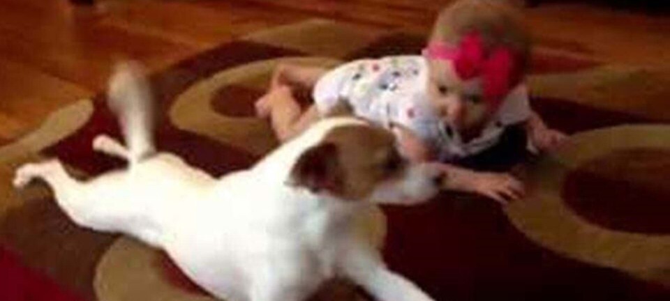 Video: Hund lærer baby at kravle