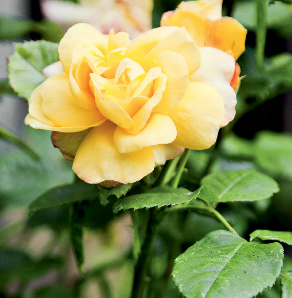 Rose.jpg