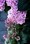 En flot Hortensia giver masser af farve til terrassen.