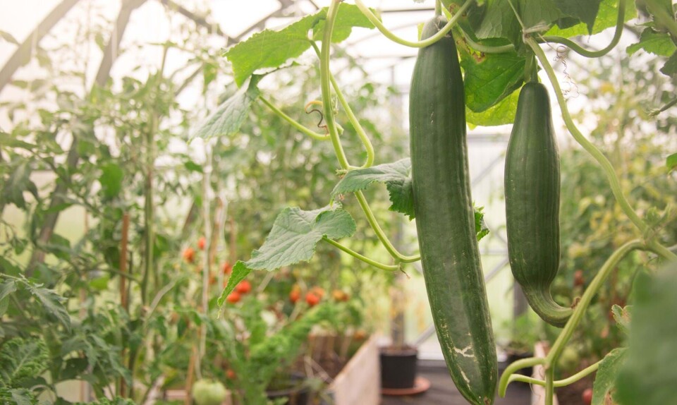 Agurkeplante