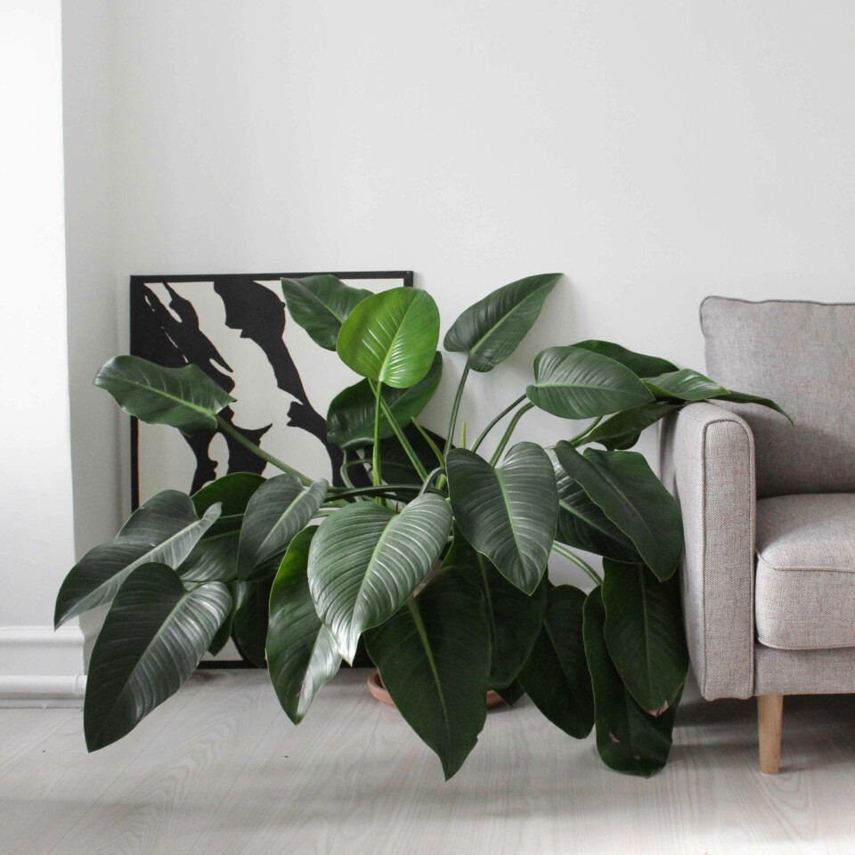 Philodendron ‘Congo’. Foto: Greenify