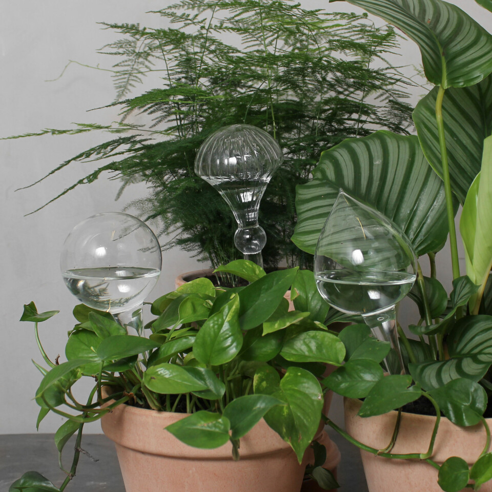 Selvvandingsglas fra Greenify. Foto: Greenify