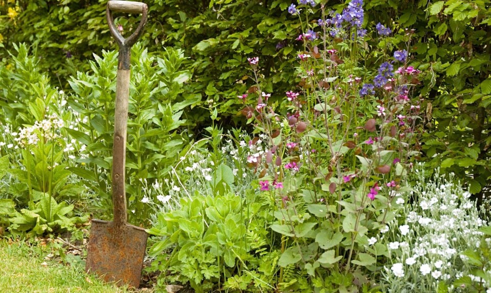Haven i sommerhuset: Her er de bedste blomster og planter