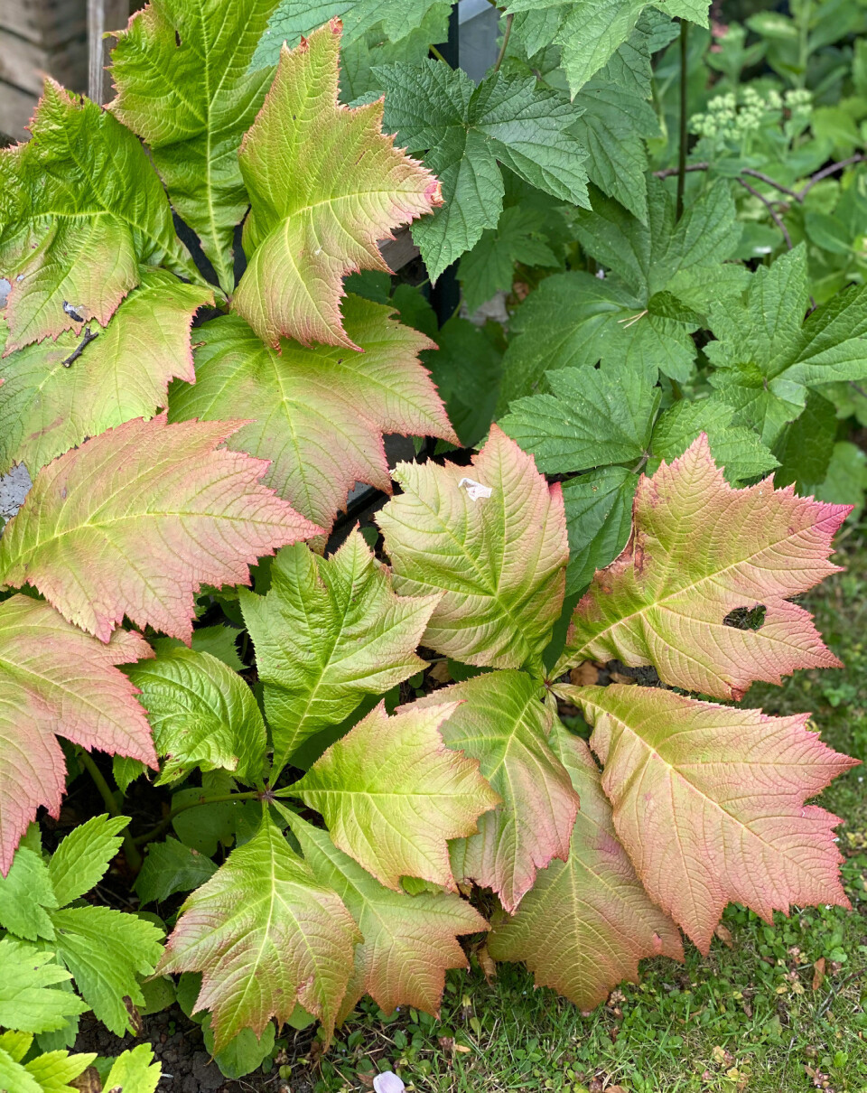 Bronzeblad er en smuk og frodig plante til skyggesteder.