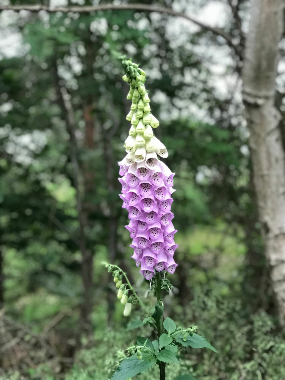 Fingerbøl er gode på steder med halvskygge. Det er en to-årig plante, der som regel er god til at selvså.