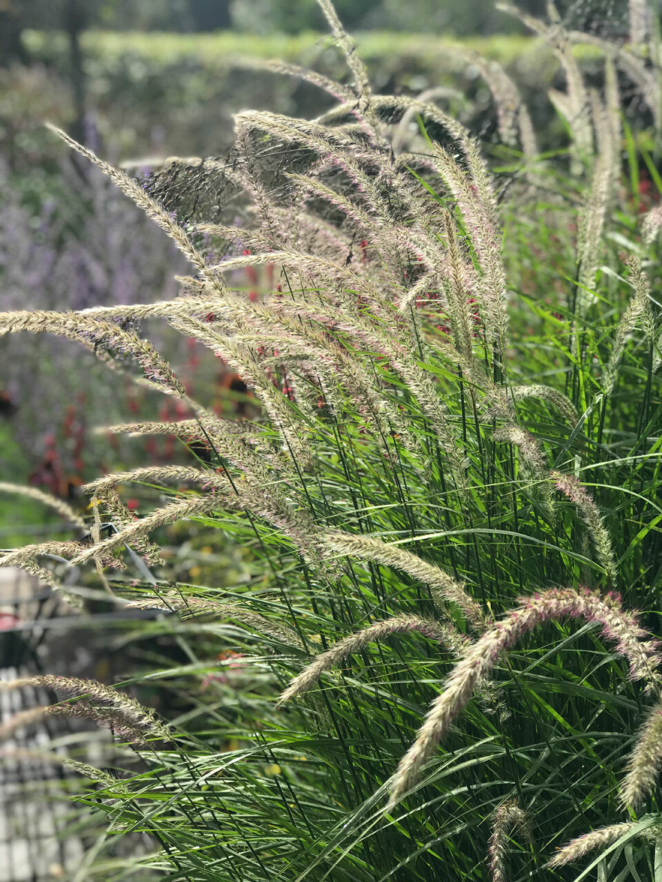Prydgræsser er smukke i den naturlige have, her er det pennesetum Fairy tale.