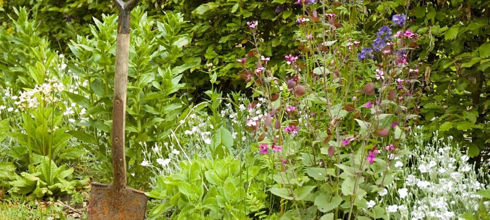 Haven i sommerhuset: Her er de bedste blomster og planter
