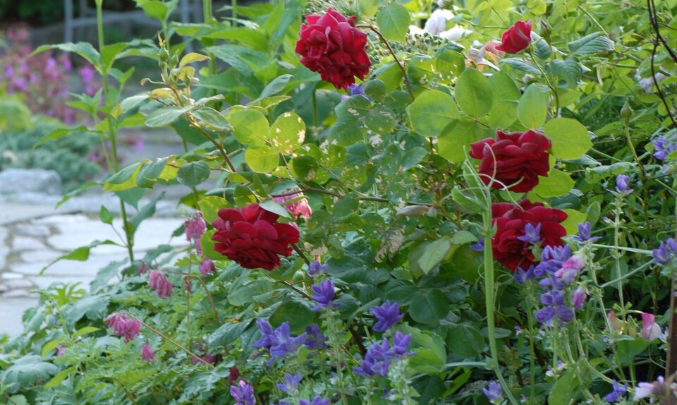 Blomster
