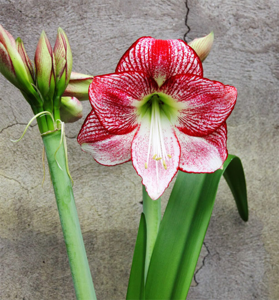 Flamenco Queen Amaryllis