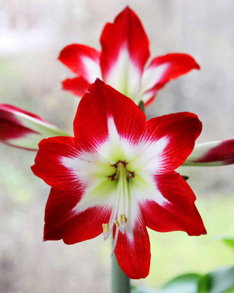 Tres chic Amaryllis