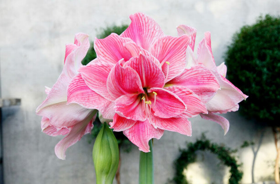 Sweet Nymph Amaryllis