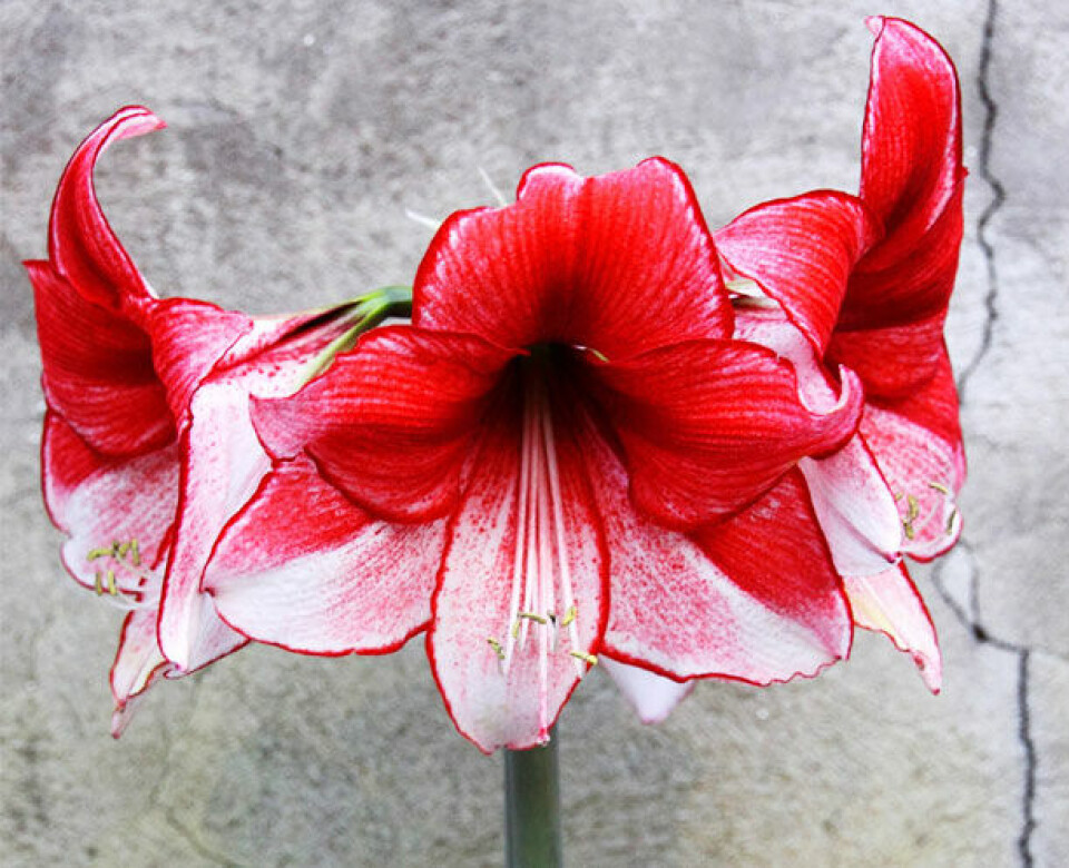Charisma Amaryllis