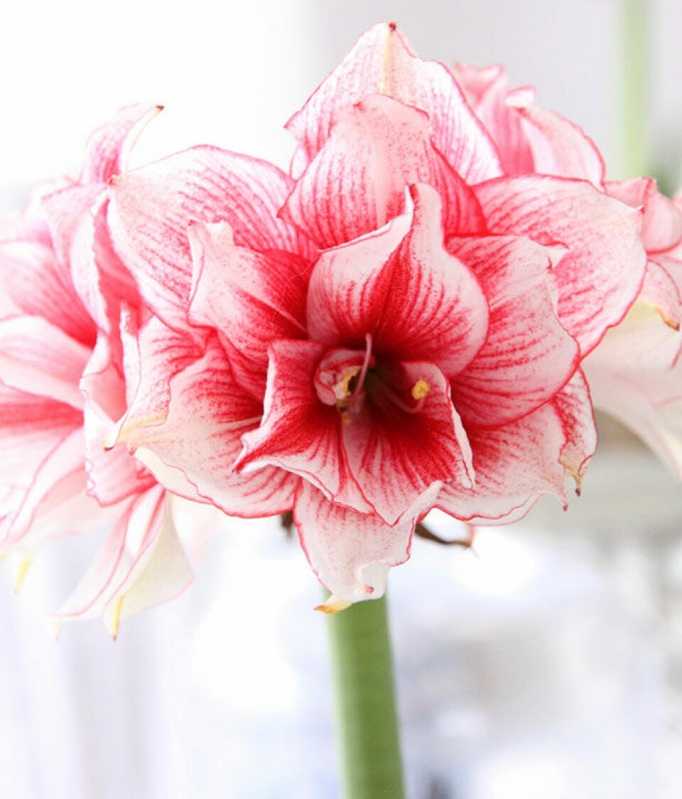 Joker Amaryllis
