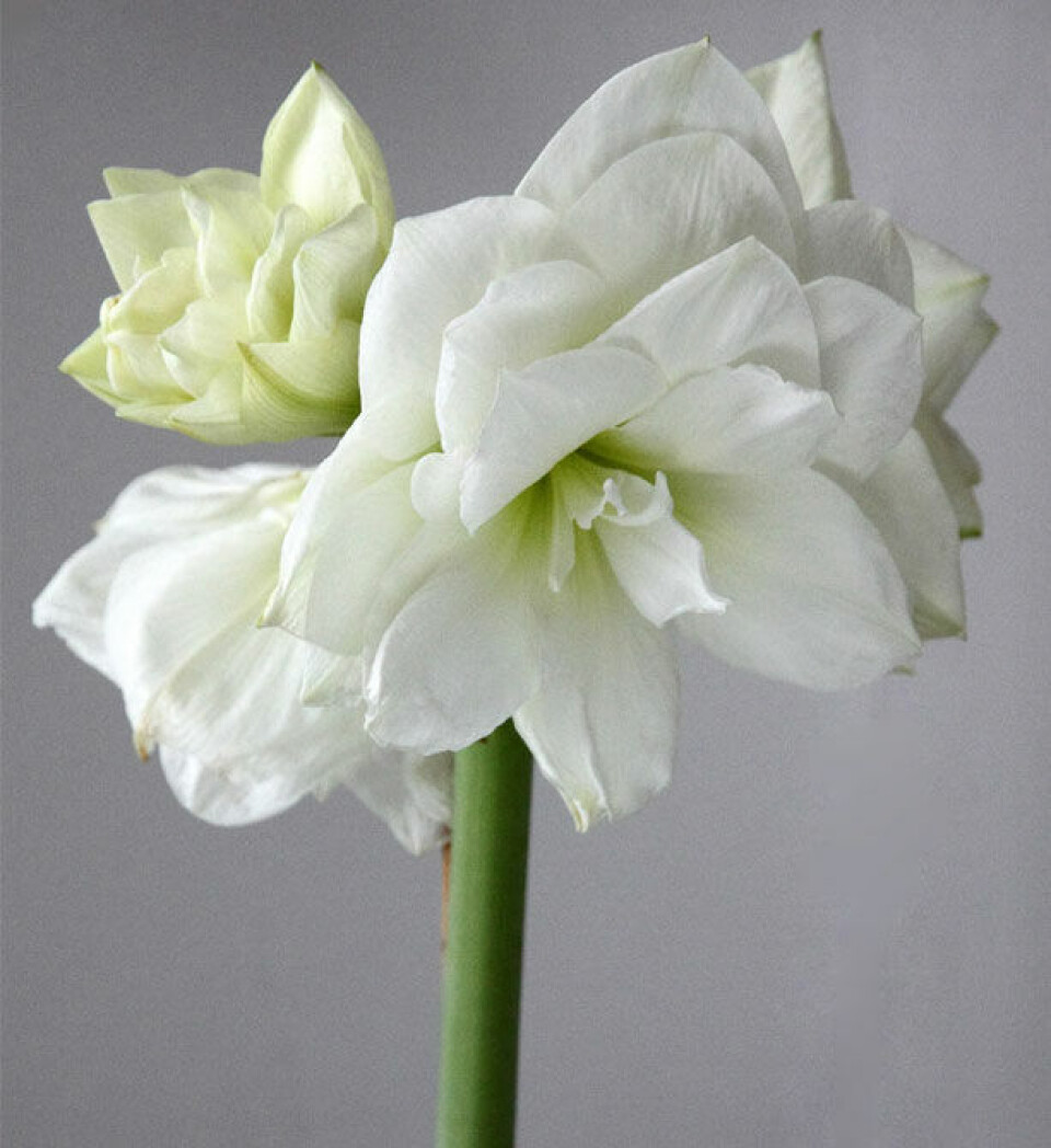 Alfresco Amaryllis