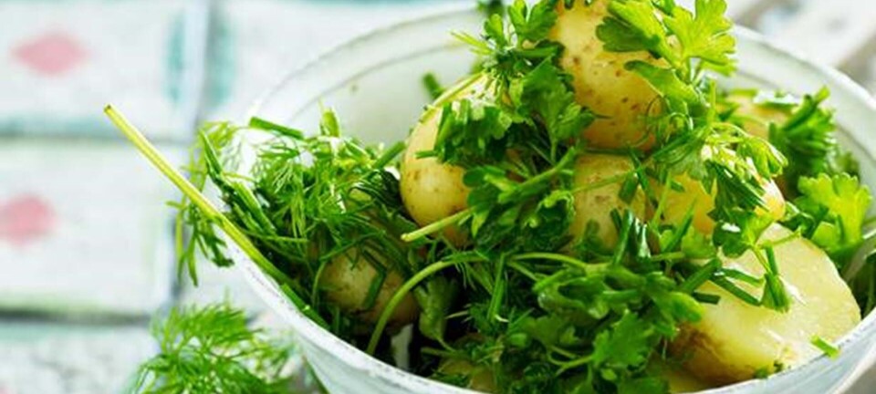 Nye kartofler i krydderurtesalsa