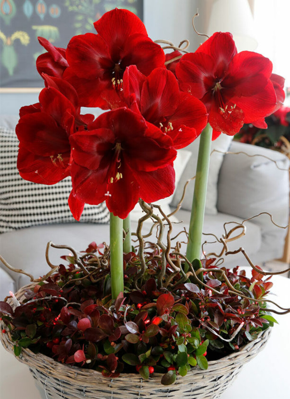 Amaryllis julesammenplantning