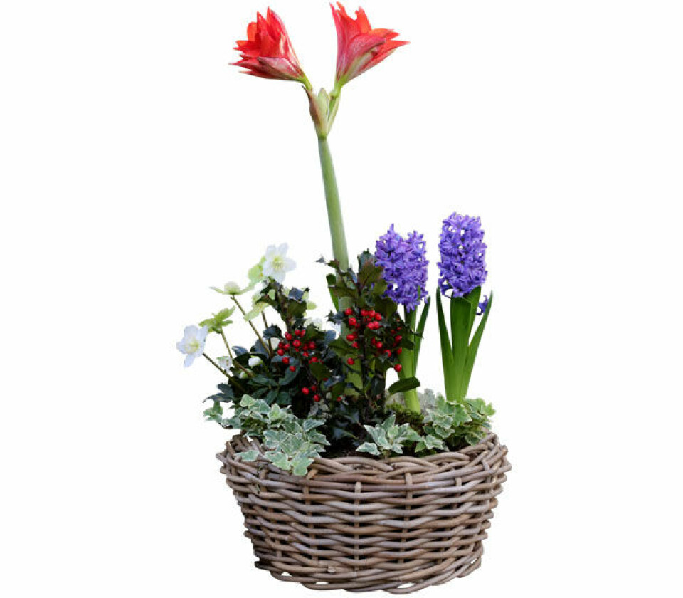 Amaryllis i klassisk juleselskab