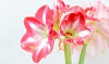 Amaryllis - julens skønneste blomst