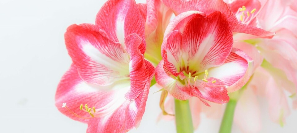 Amaryllis - julens skønneste blomst