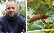 Søren Vester klar med gode råd mod dræbersnegle: ”Det fungerer bare”