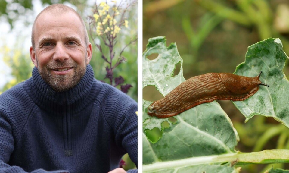 Søren Vester og dræbersnegl
