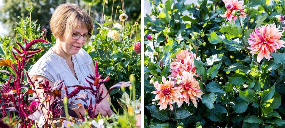 Her er de bedste tips til en have, som også sikrer dig de smukkeste buketter til dit hjem