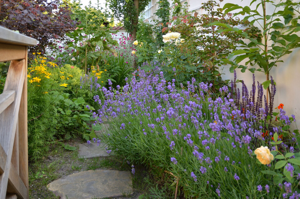 lavendel.jpg
