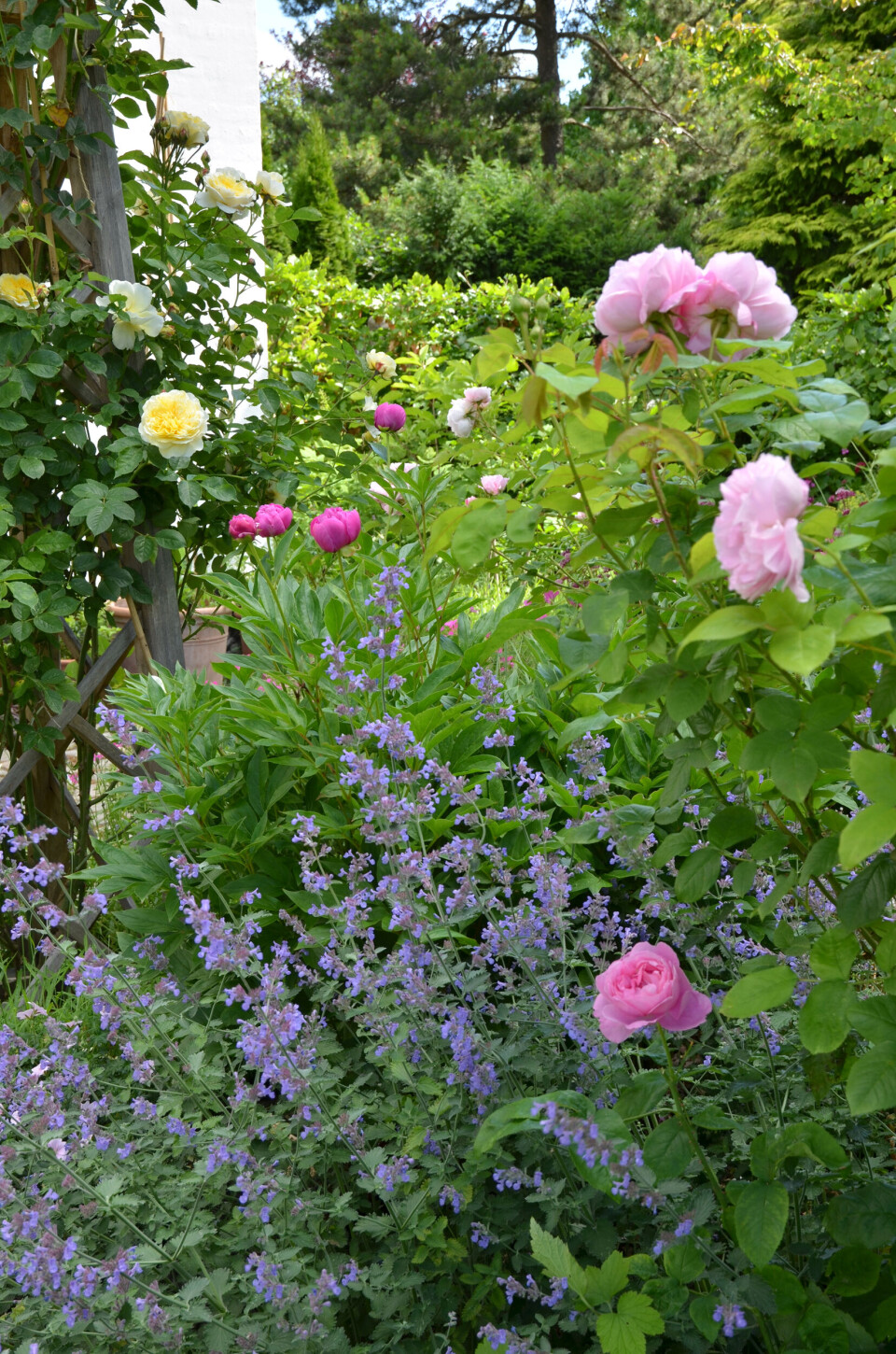 lavendel-og-roser.jpg