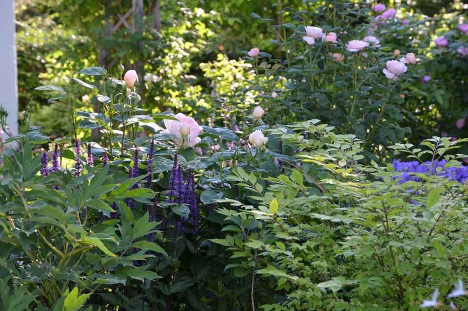 blomster.jpg