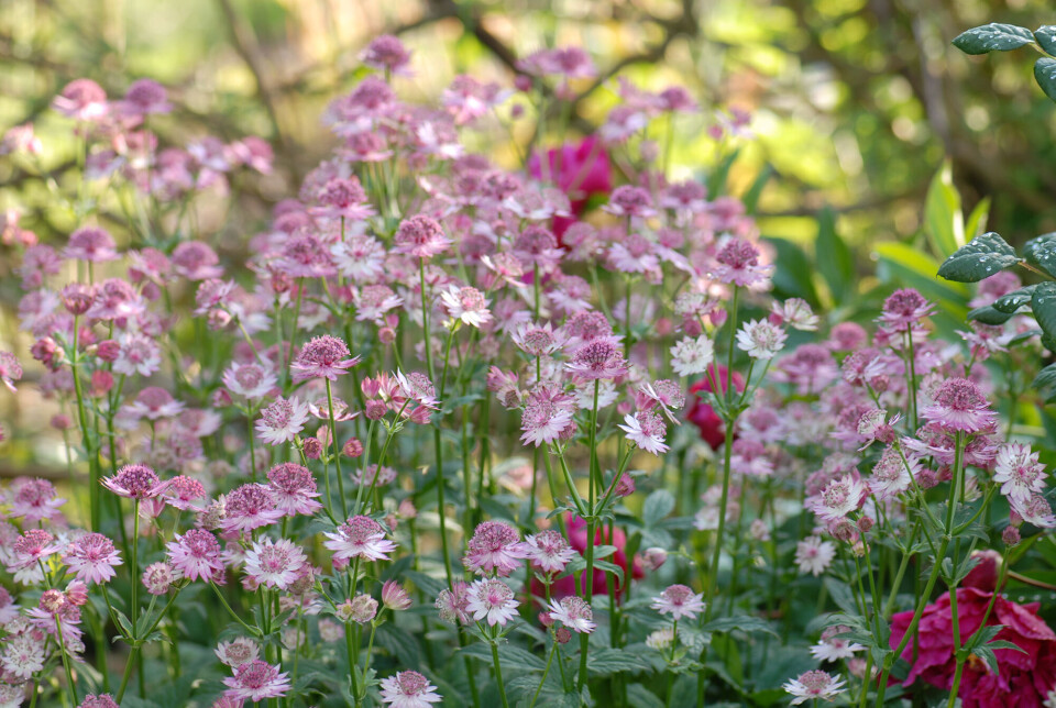 pink-blomster.jpg