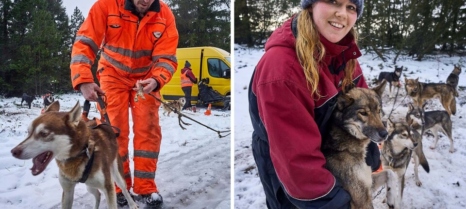 Far og datter kører med slædehunde: ”Efter skilsmissen købte jeg et nedlagt landsted med plads til hundene”