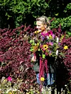 Rikke på vej rundt i marken efter blomster til en stor og farverig buket. De røde spir bagerst er rød havemælde, som blomstrer villigt med røde frøstande i mange uger. Plantens blade er spiselige og det er stilken med frøstande, der egner sig godt til buketter.