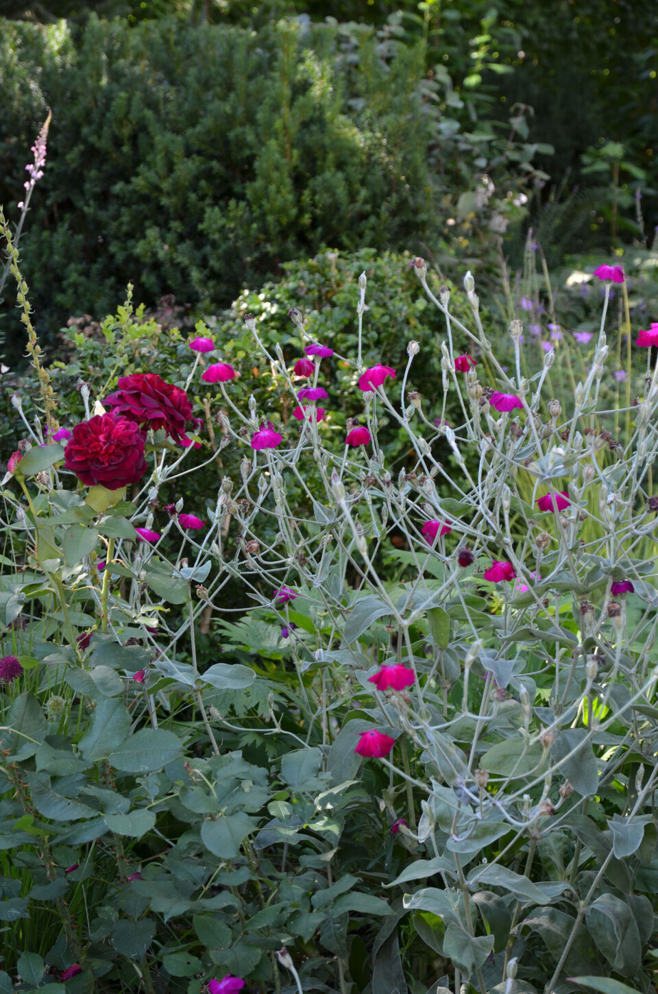rode-og-lyserode-blomster.jpg