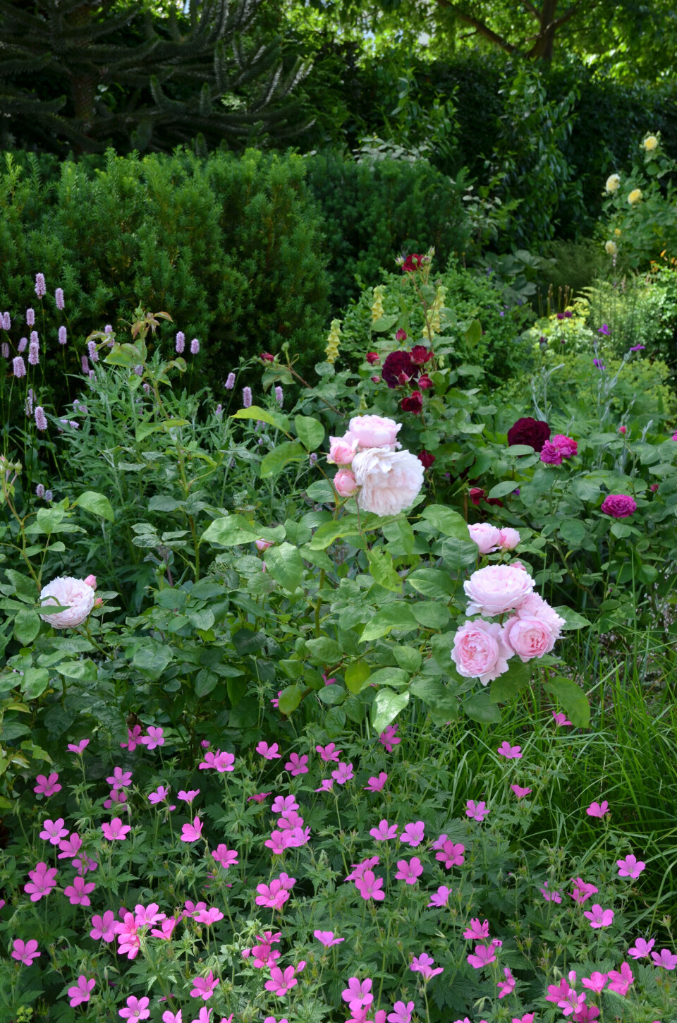 forskellige-blomster.jpg