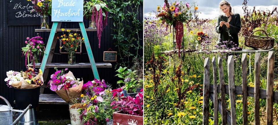 Det startede med en lille vejbod og nu forpagter Rikke Lenz en 2000 kvadratmeter stor blomstermark