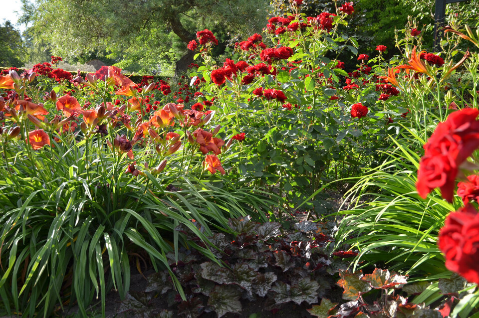 rode-blomster.jpg