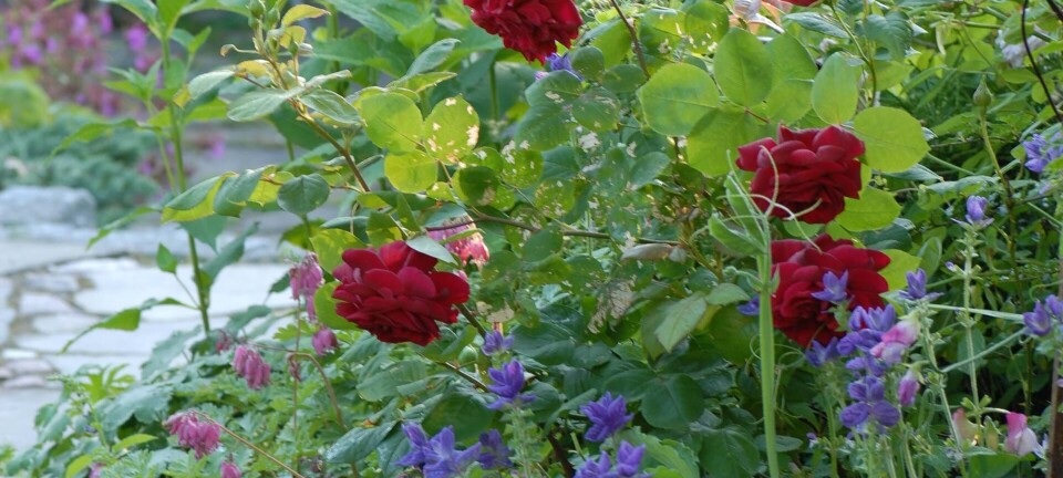 Har du roser i haven? Derfor skal du tilføje disse 'selskabsplanter' side om side med dem