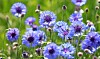 Blomster Som Kan Spises