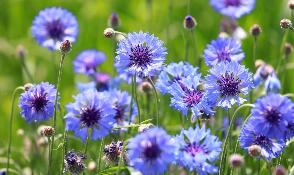 Spiselige blomster Kornblomst