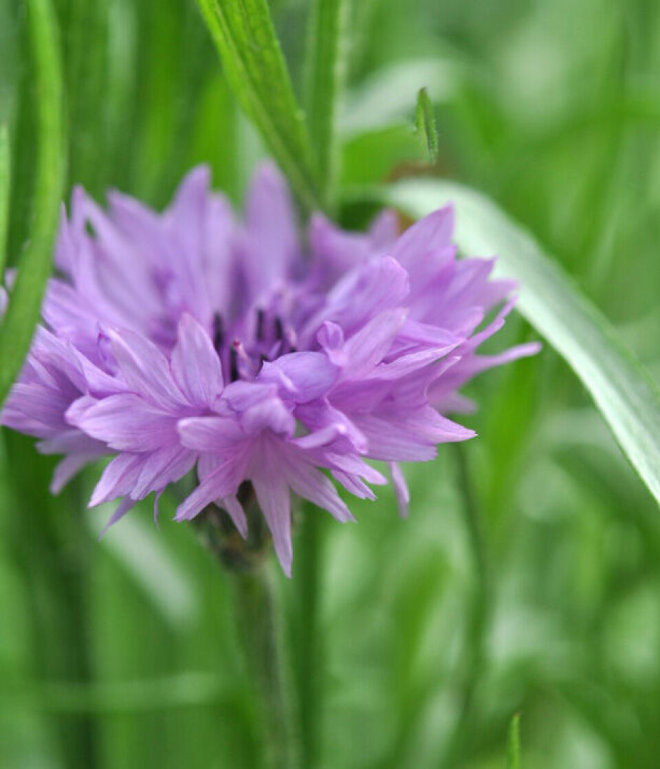 1_kornblomst-mauve-ball.jpg