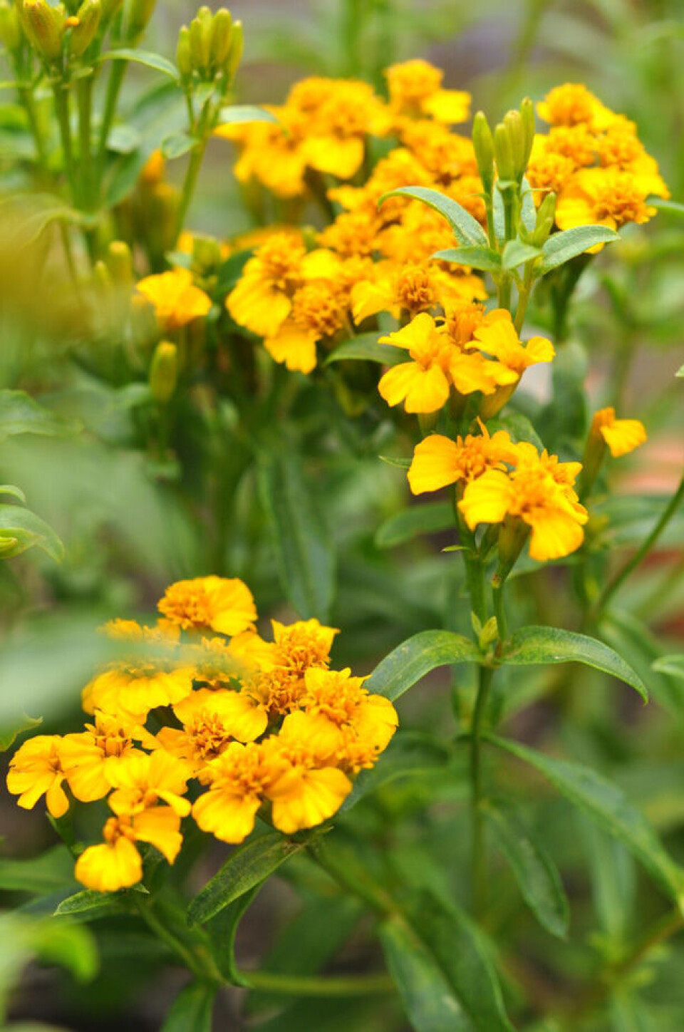 2_lakridstagetes-tagetes-tenuifolia.jpg
