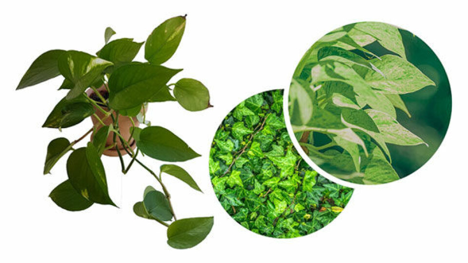 Groenne_planter.jpg