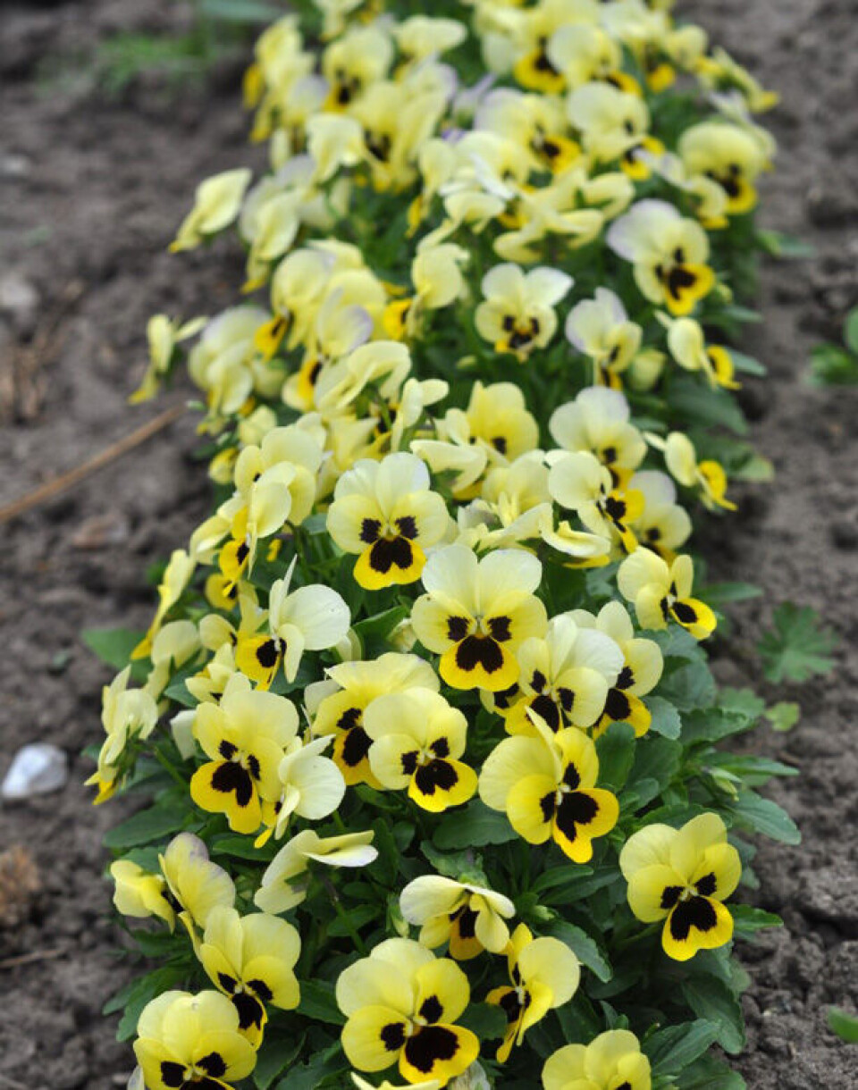 7_hornviol-primrose.jpg