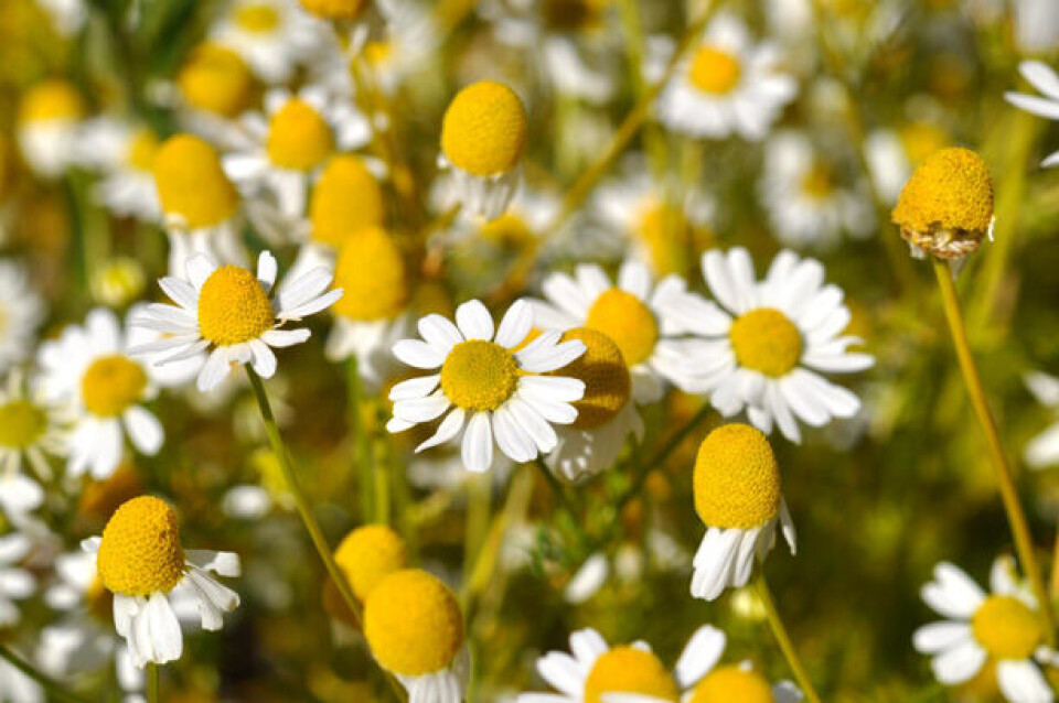 8_matricaria-recitita-vellugtende-kamille.jpg