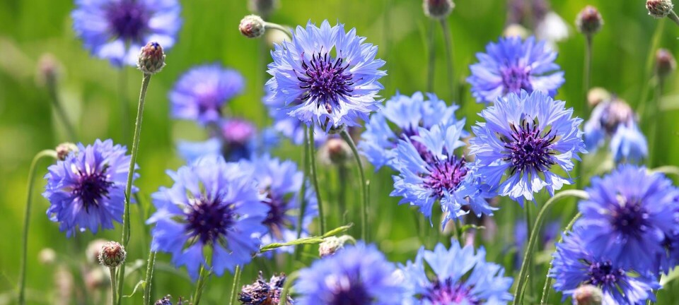 10 smukke og farverige blomster du roligt kan spise